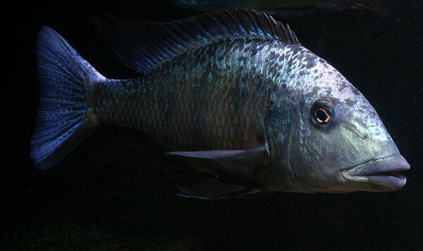 Fossorochromis rostratus