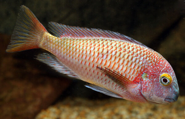 Tropheus moorii, Chaitika