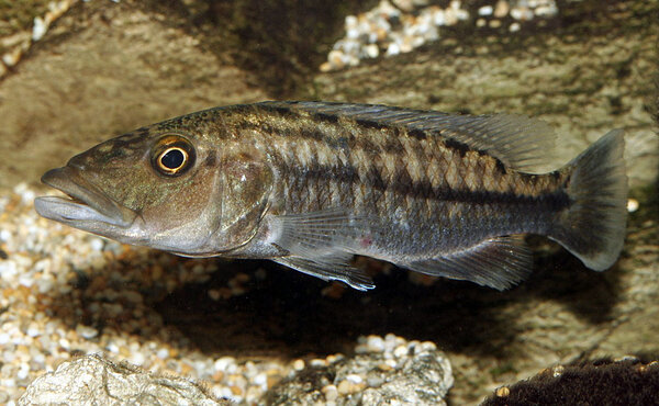 Tyrannochromis macrostoma