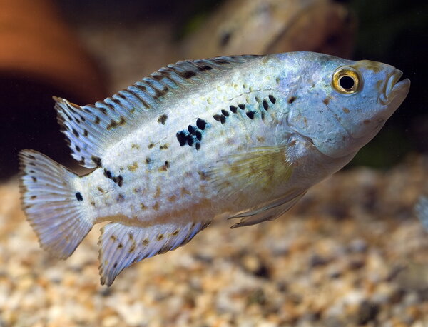 Electric Blue Jack Dempsey