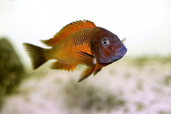 Tropheus moorii, Nkamba