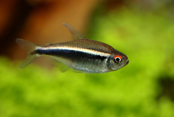 Svart neontetra