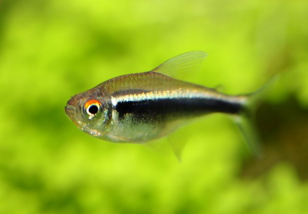 Svart neontetra