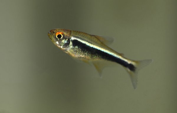 Svart neontetra