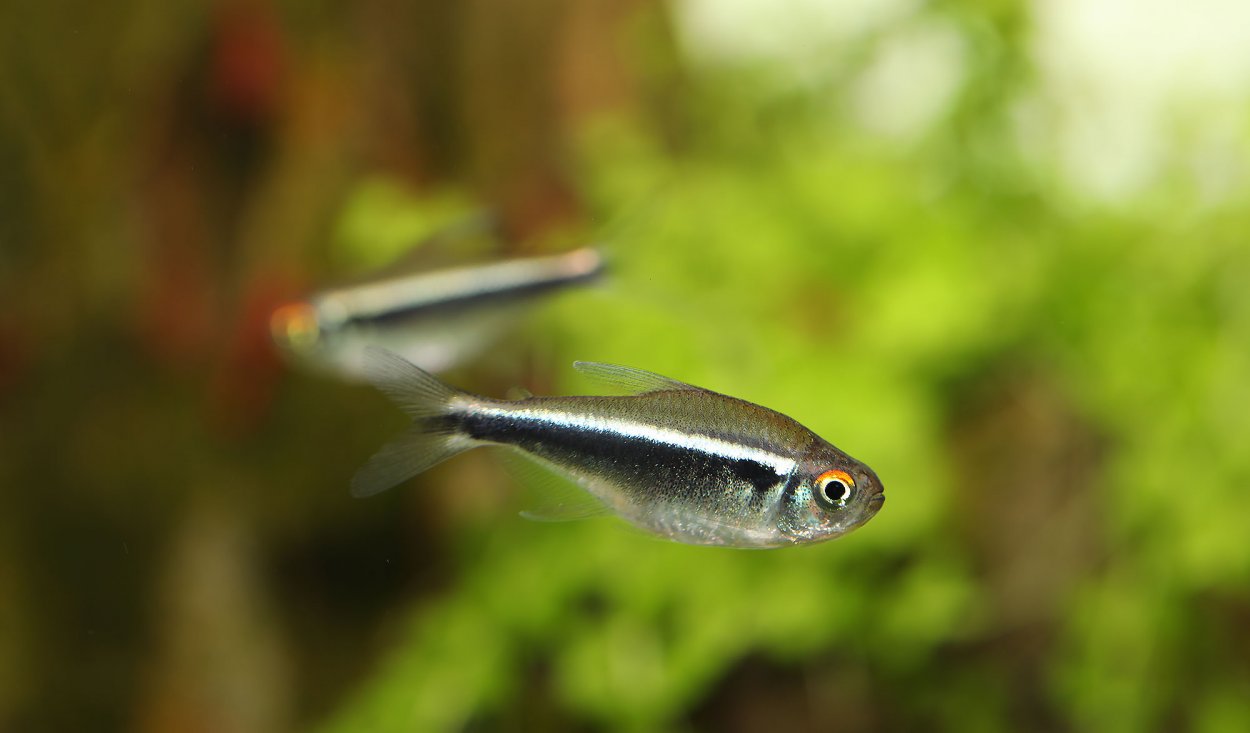 Svart neontetra