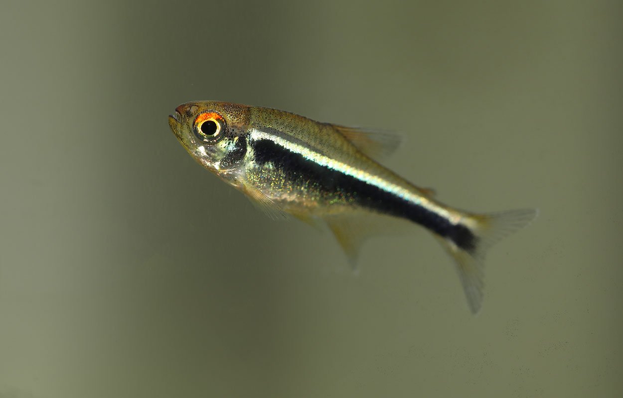 Svart neontetra