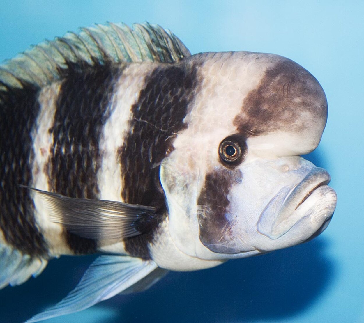 Cyphotilapia frontosa