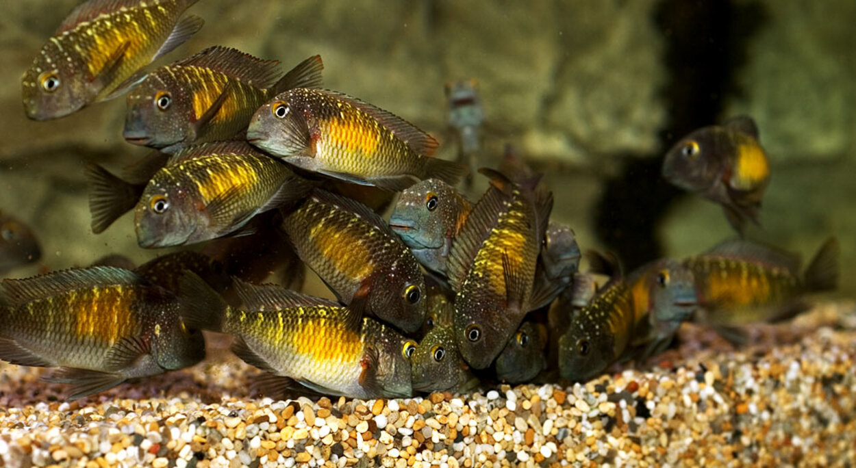 Tropheus moorii "kasakalawe"