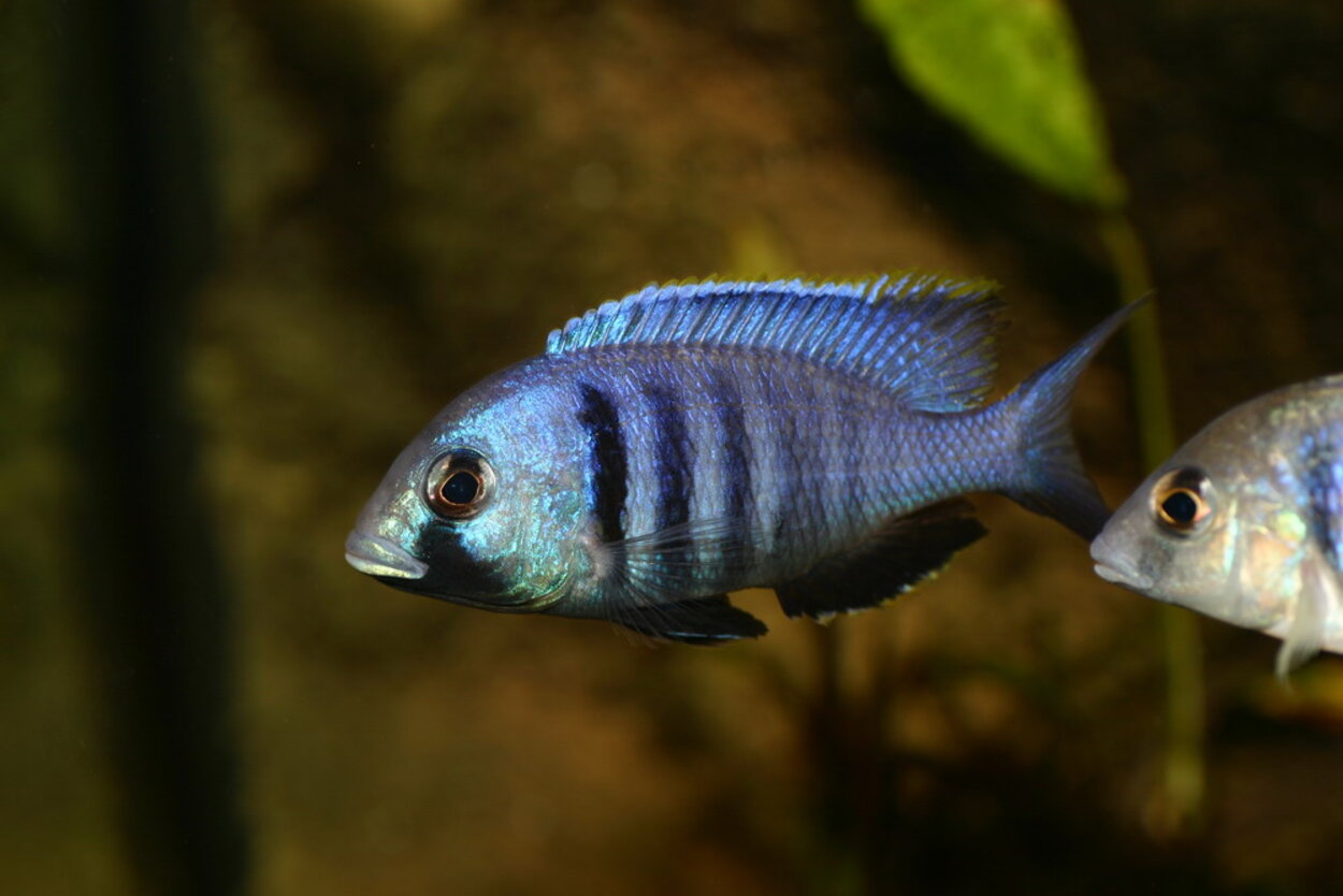 Placidochromis electra