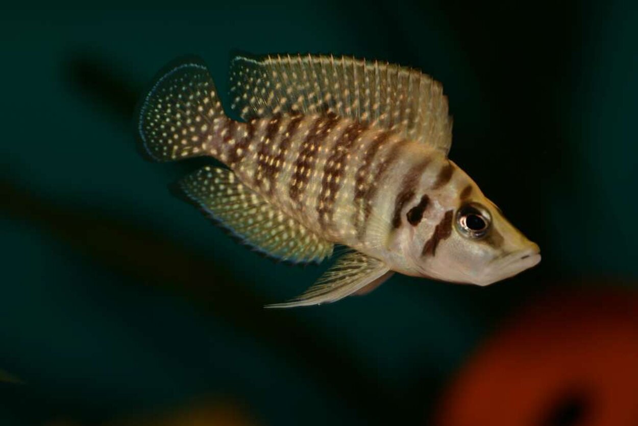 Altolamprologus calvus