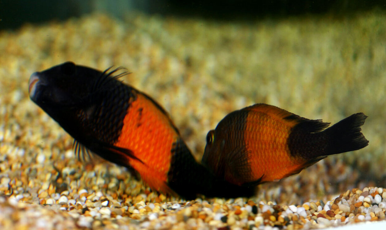 Tropheus spec. black "Pemba"