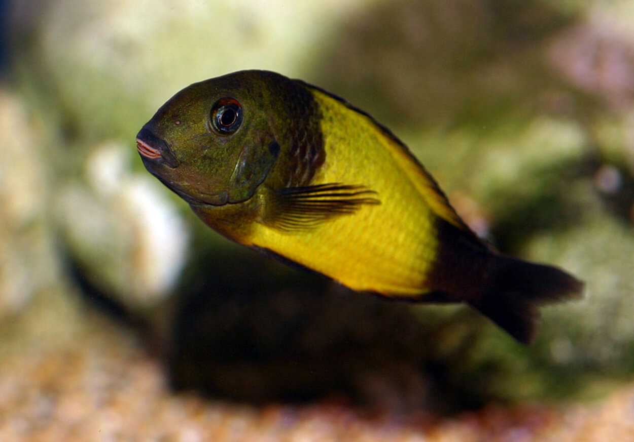 Tropheus spec. "Ikola"