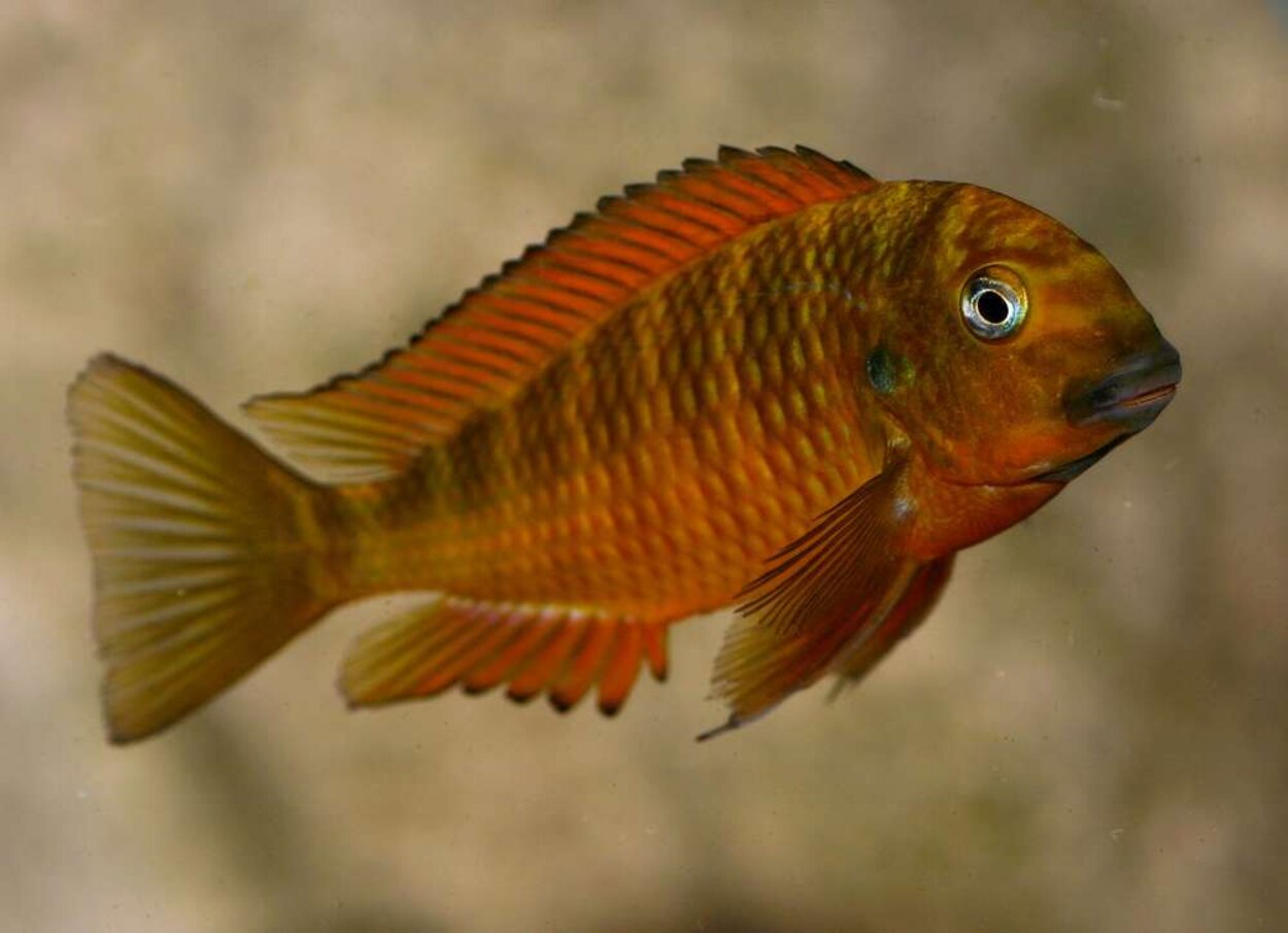 Tropheus spec. red "Kachese"