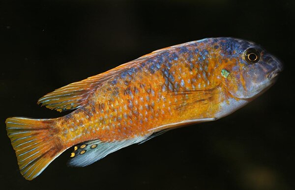 Labeotropheus fuelleborni "Katale"