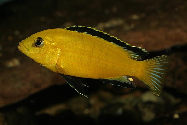 Labidochromis caerleus "Golden"