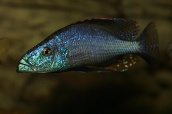 Dimidiochromis compressiceps