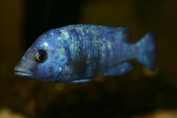 Placidochromis phenochlius