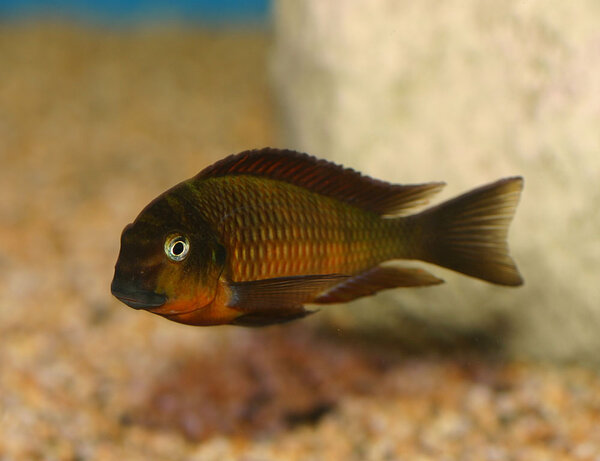 Tropheus spec. red "Kachese"