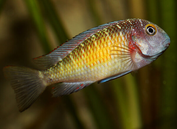 Tropheus moorii "Kasakalawe"