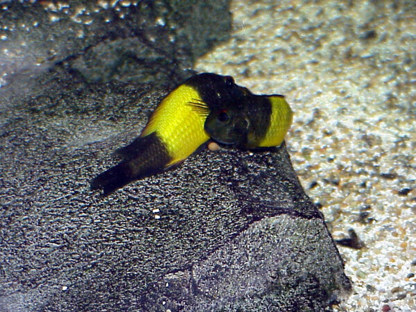 Tropheus spec. "Ikola"