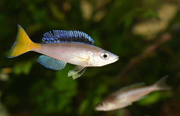 Cyprichromis leptosoma "Malasa"