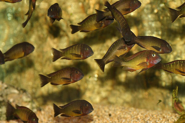 Tropheus moorii "Nkamba bay"