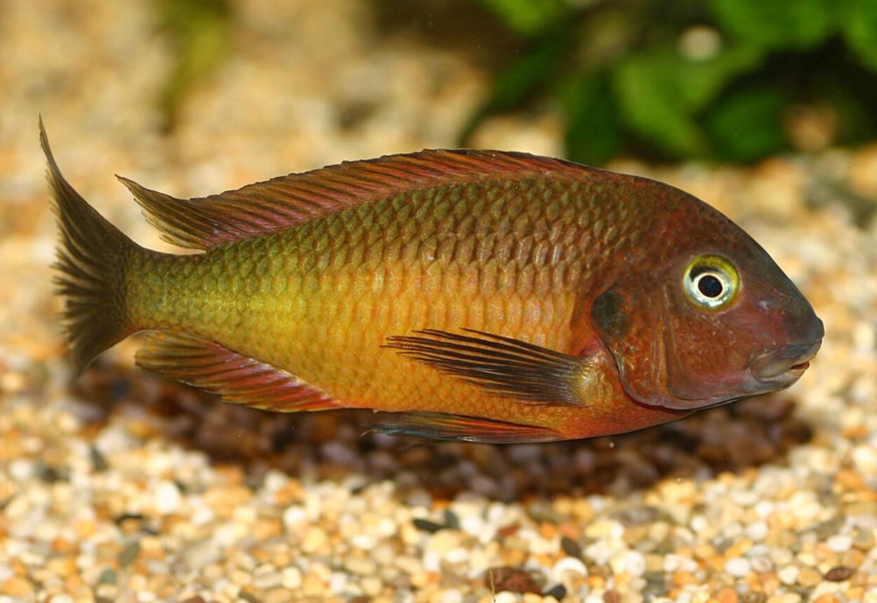 Tropheus moorii "Nkamba bay"