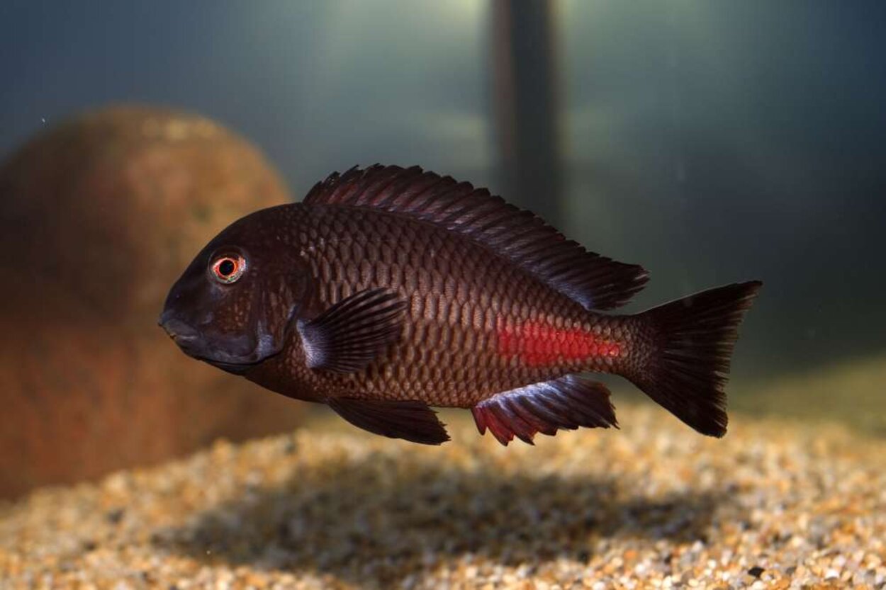 Tropheus sp "red" Chipimbi