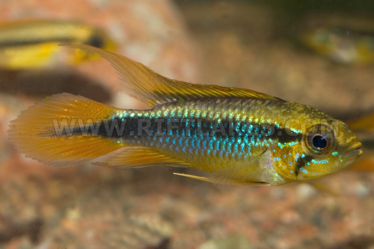 Apistogramma agassizii