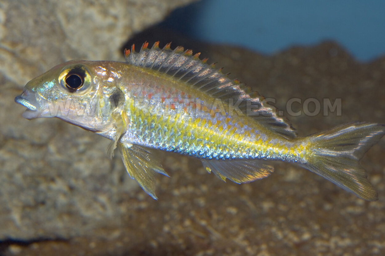 Callochromis pleurospilus, Maswa