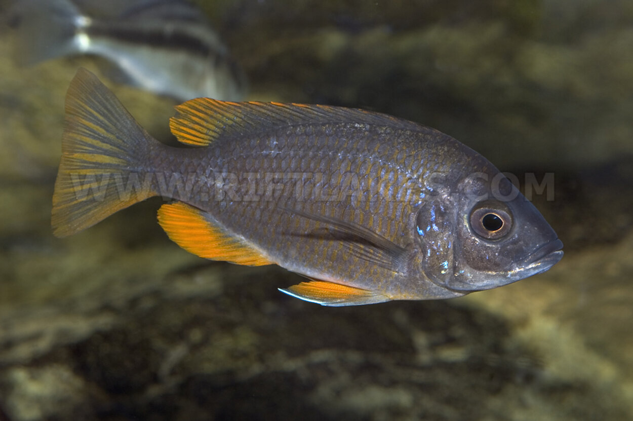 Copadichromis borleyi, Kadango