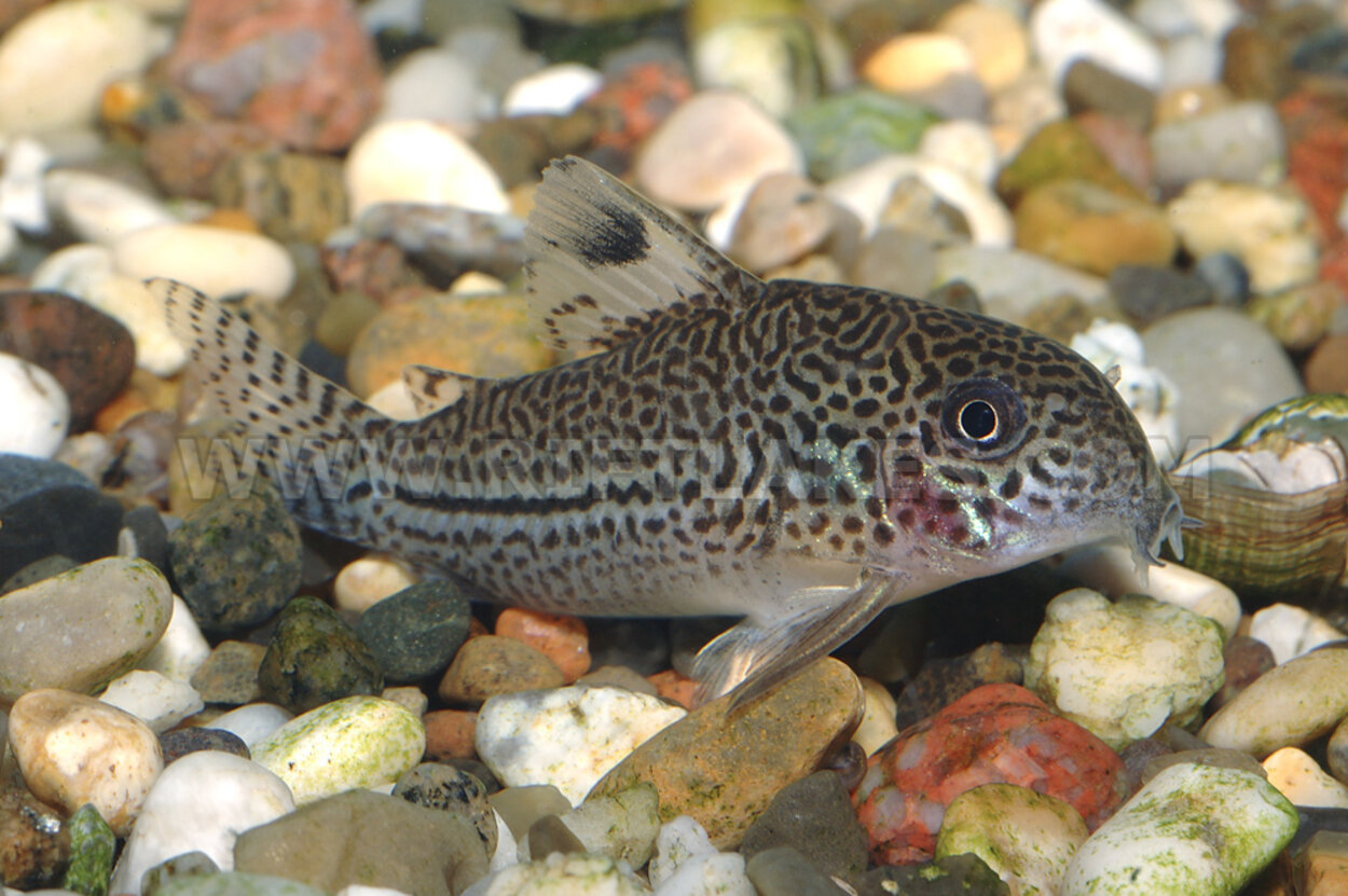 Corydoras julii