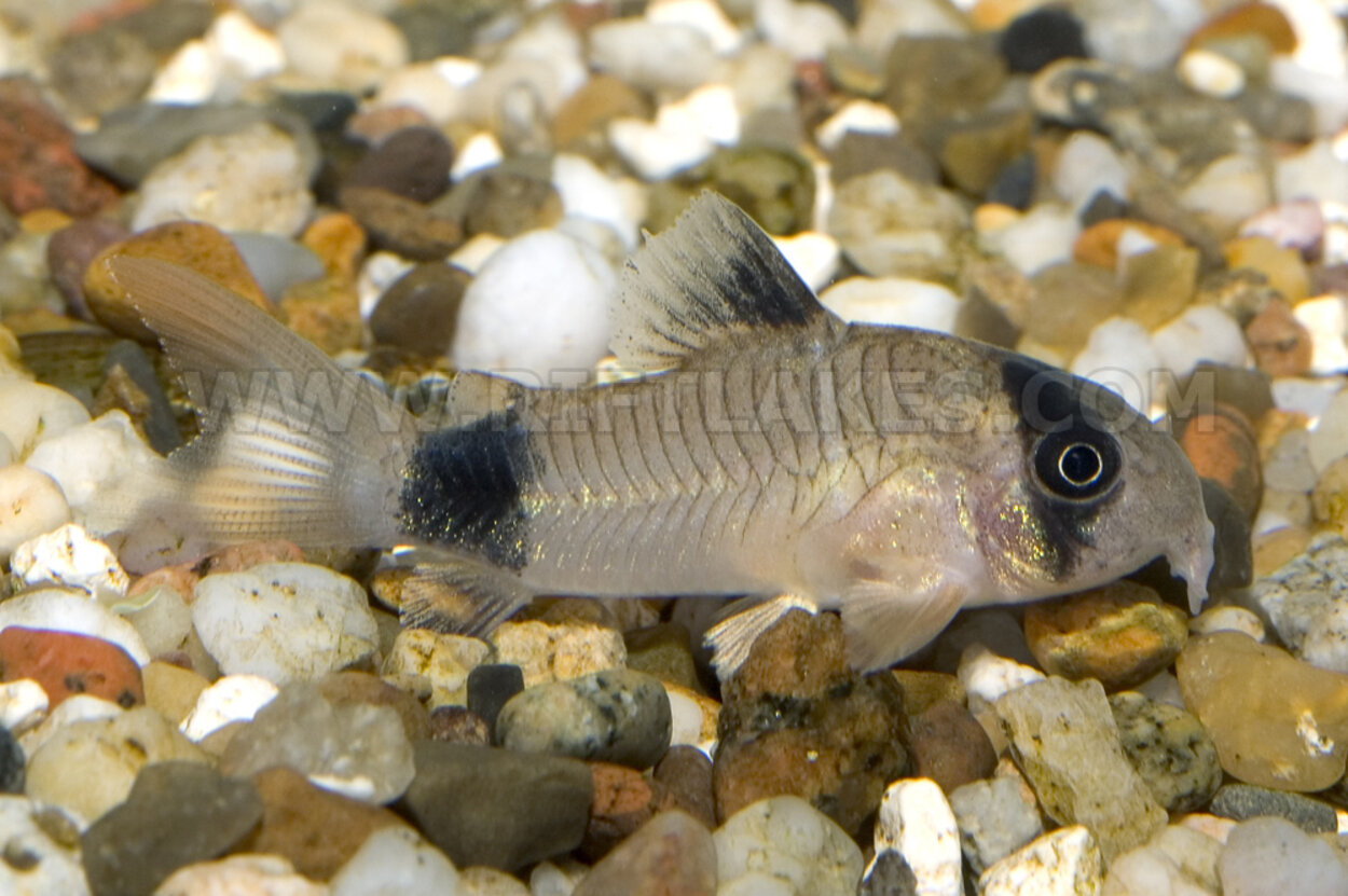 Corydoras panda