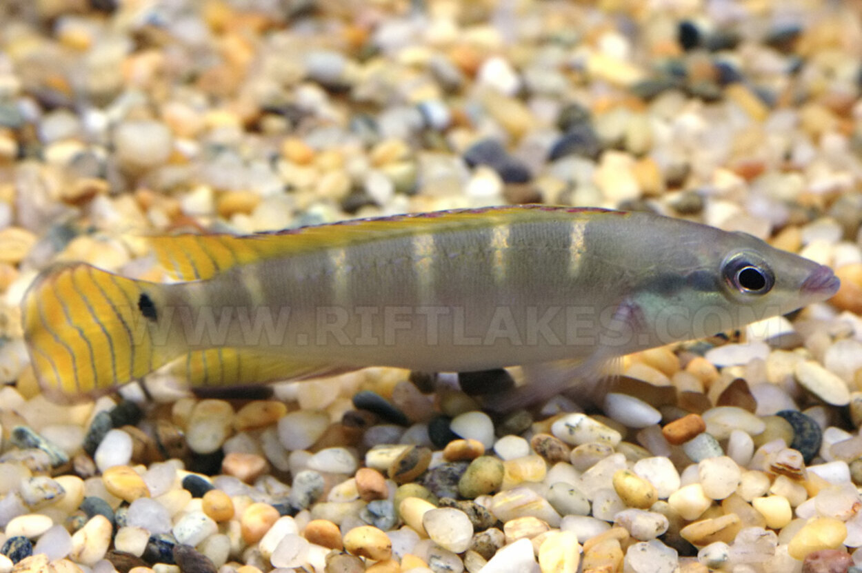 Crenicichla compressiceps