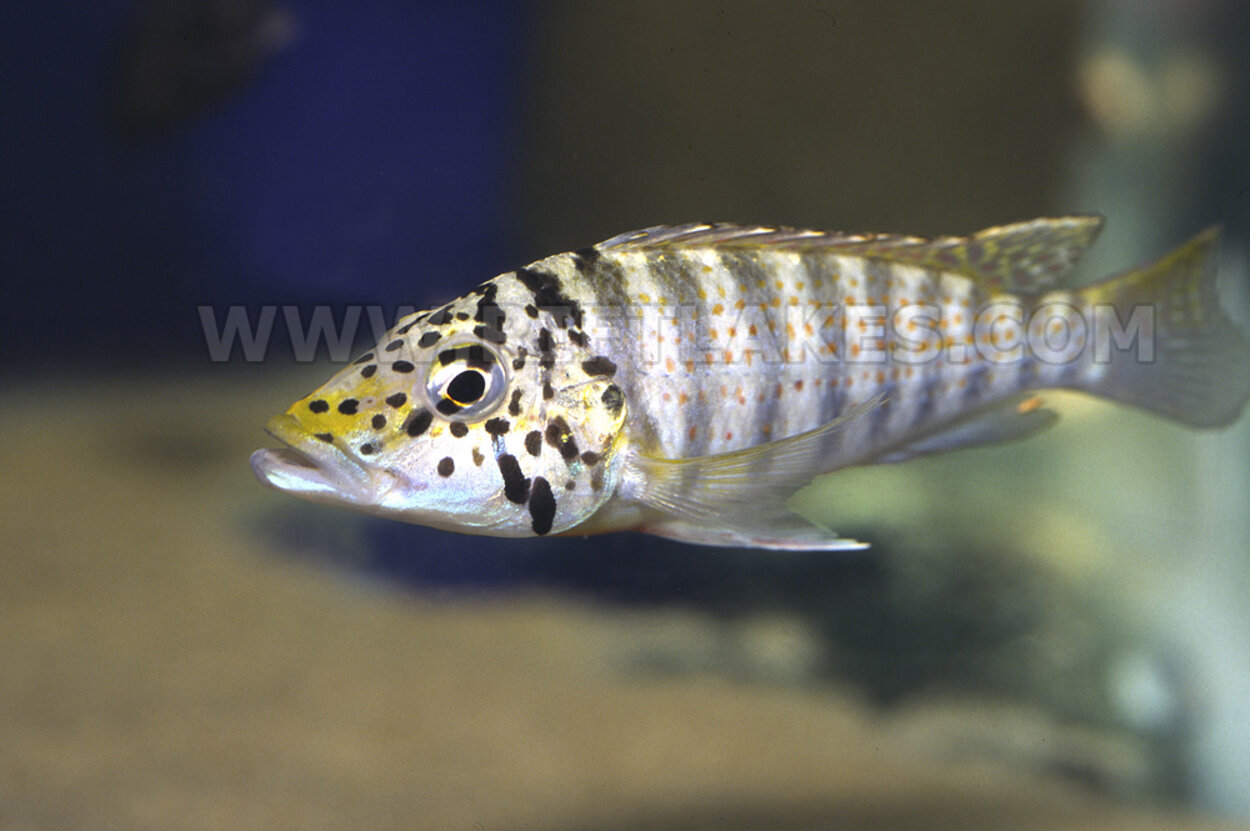 Ctenochromis horei