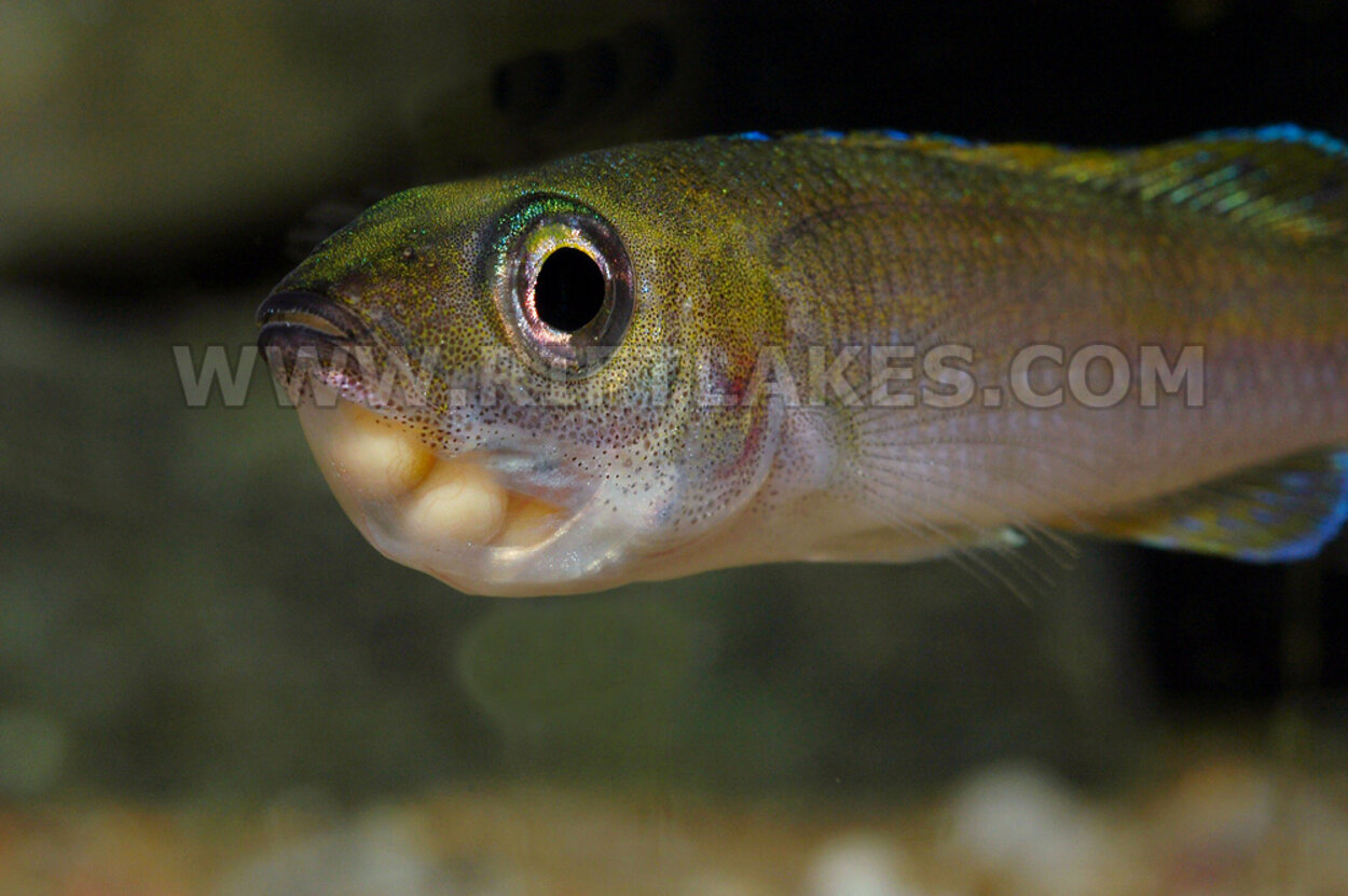 Cyprichromis leptosoma "utinta flourecent"