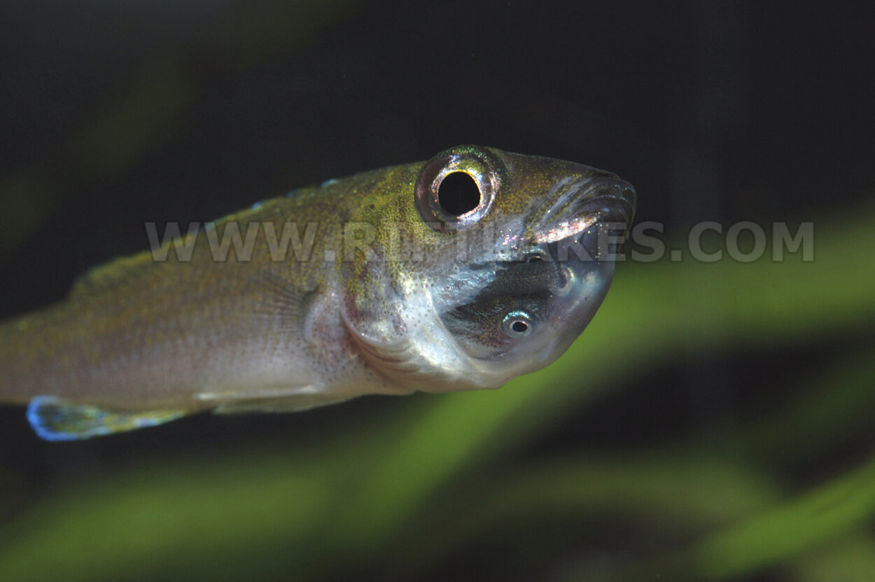 Cyprichromis leptosoma "utinta flourecent"