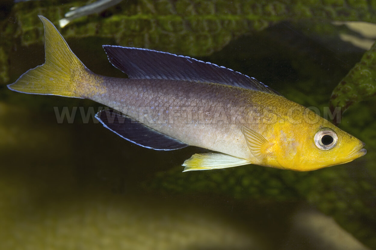 Cyprichromis sp "leptosoma jumbo", Chaitika