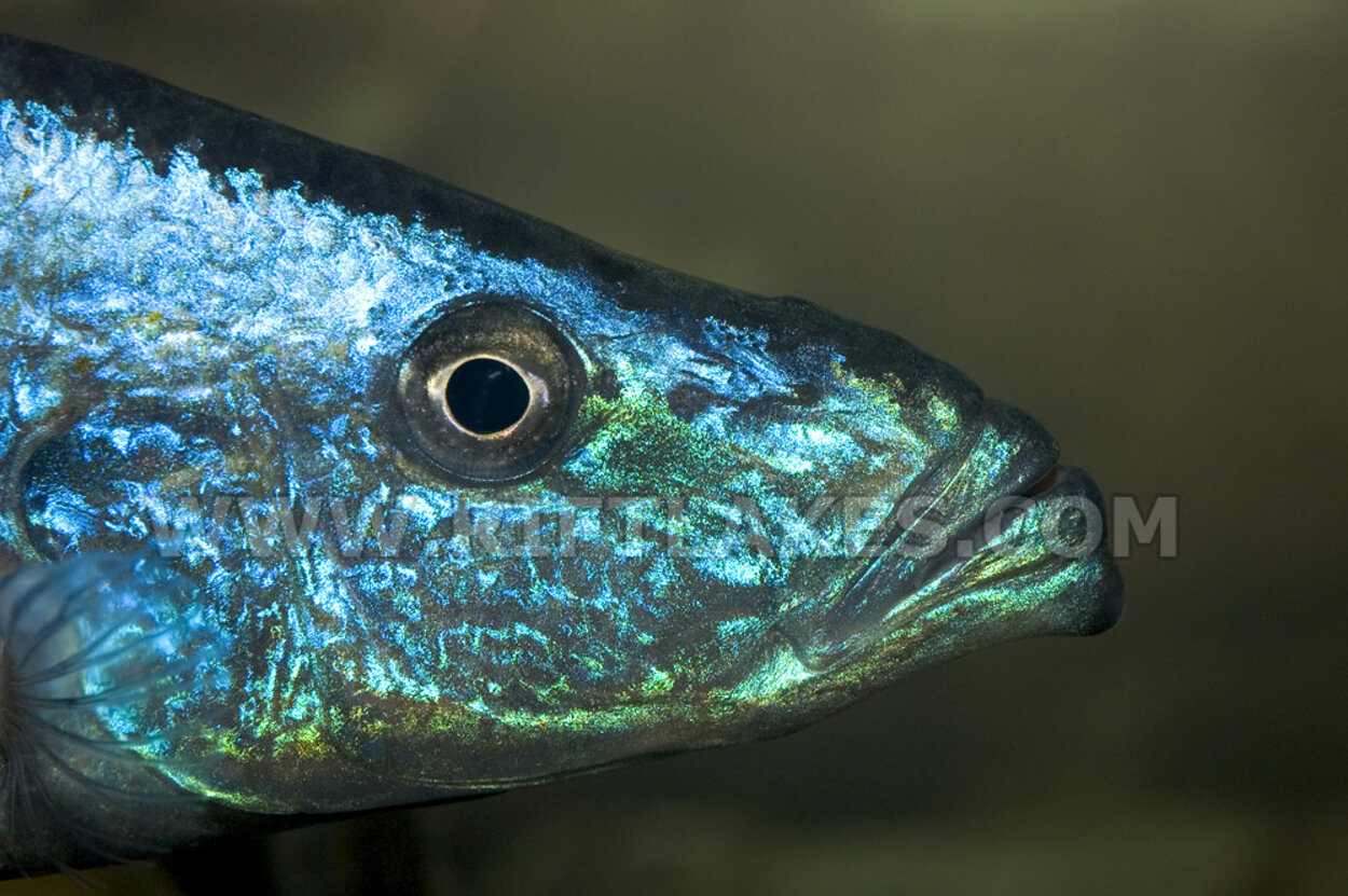 Dimidiochromis compressiceps