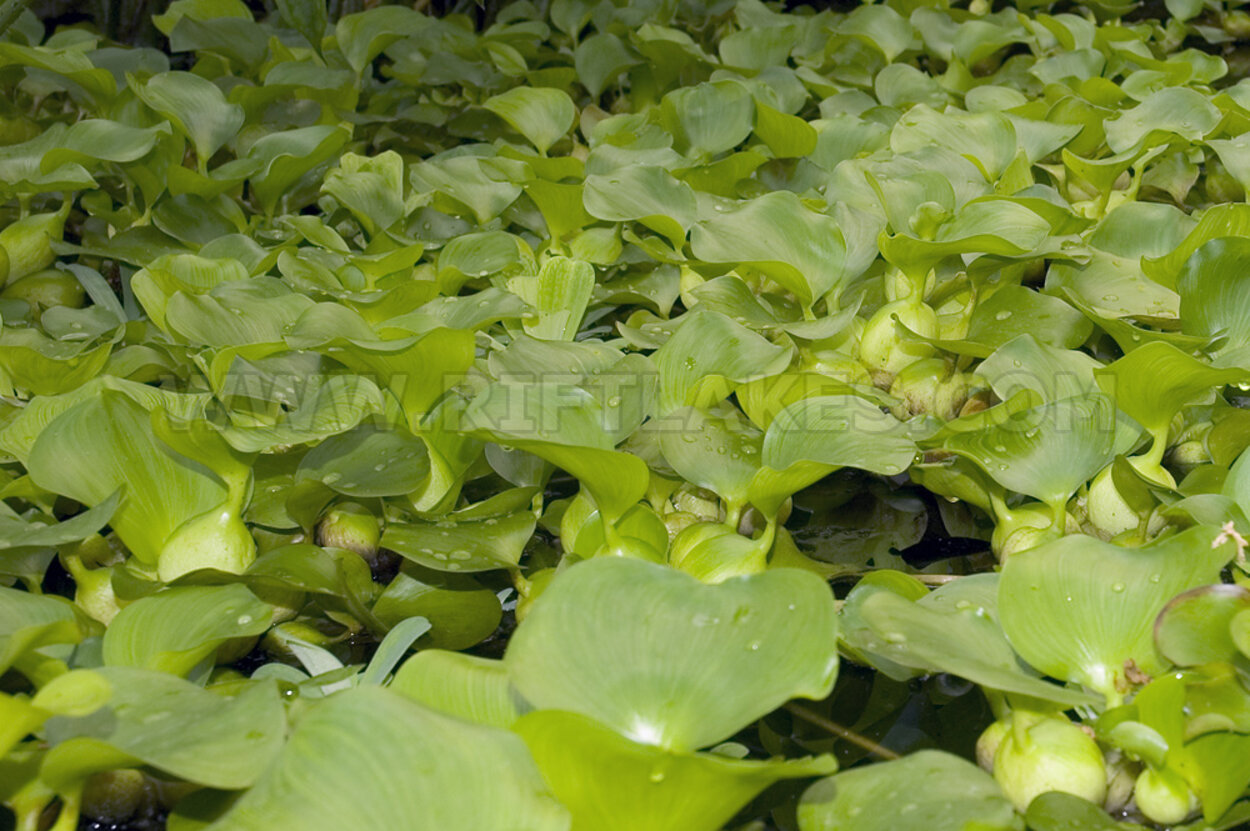 Eichhornia crassipes