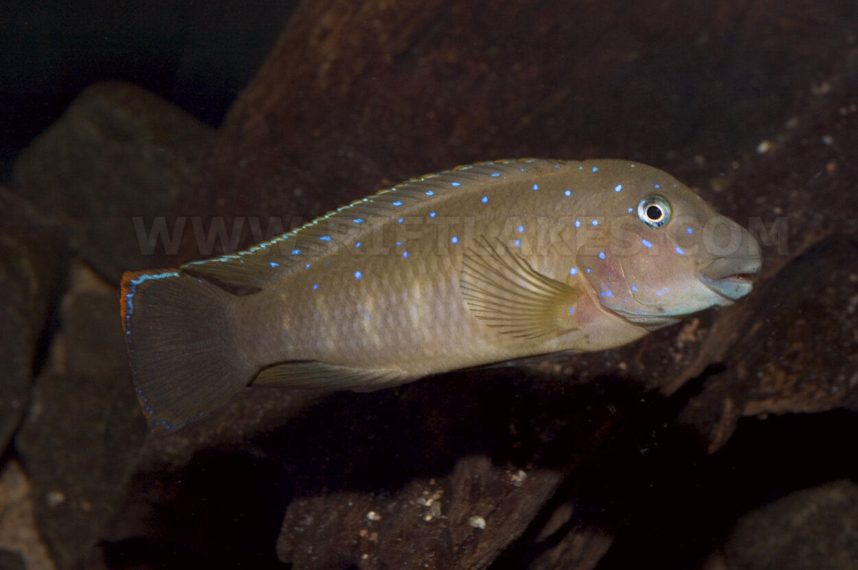 Eretmodus cyanostictus