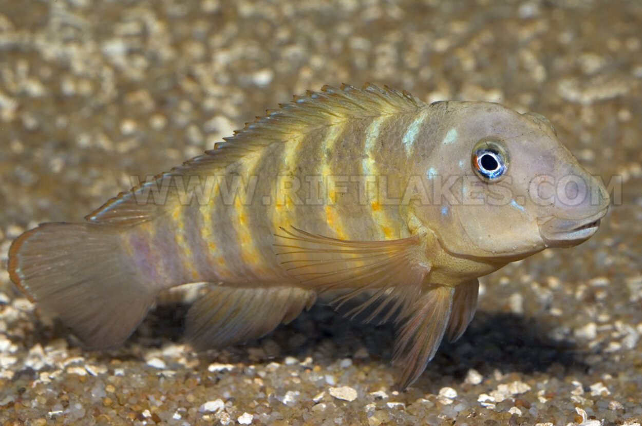 Eretmodus sp. "cyanostictus full bar", Utinta Bay