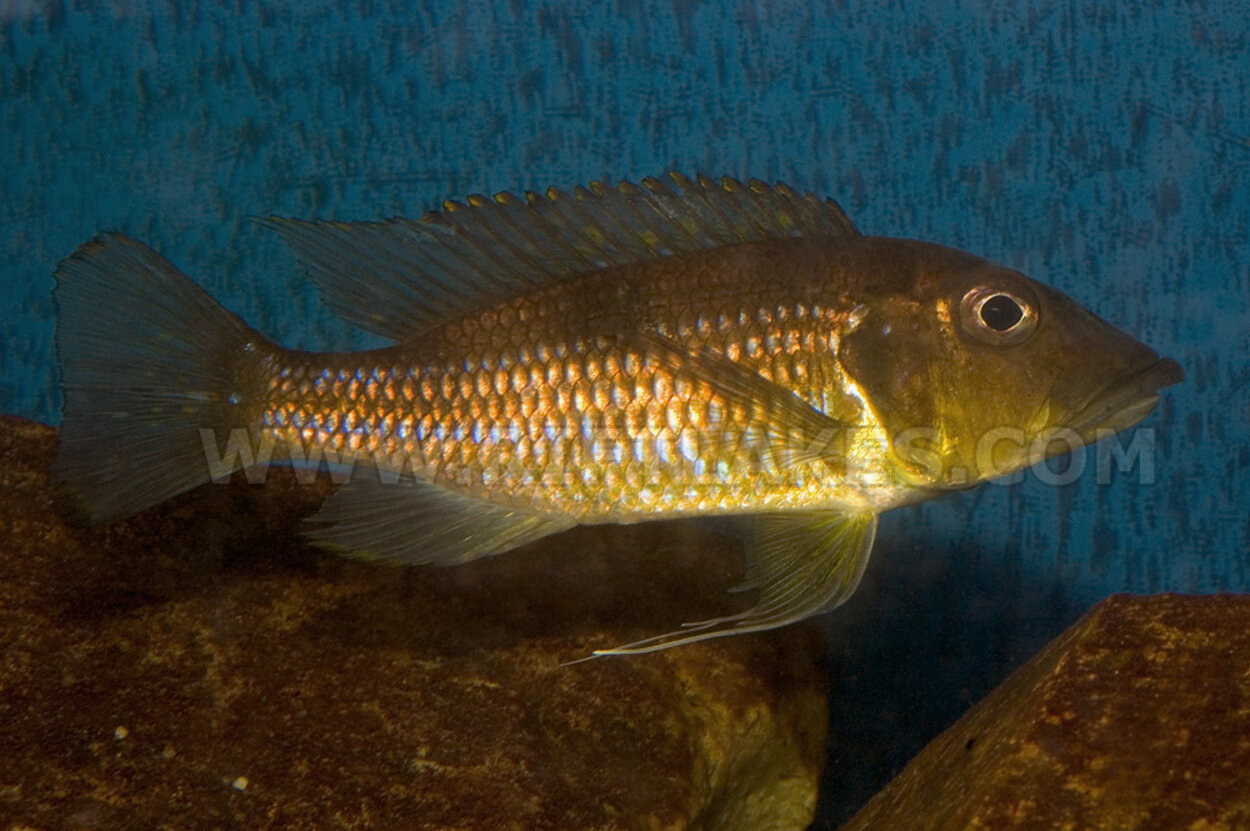 Gnathochromis  permaxillaris