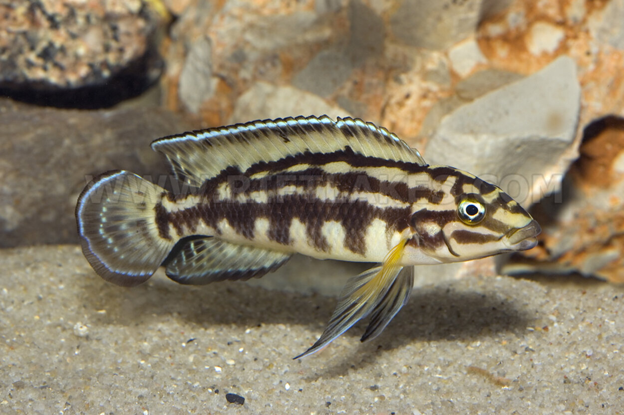 Julidochromis marlieri, Karilani Island