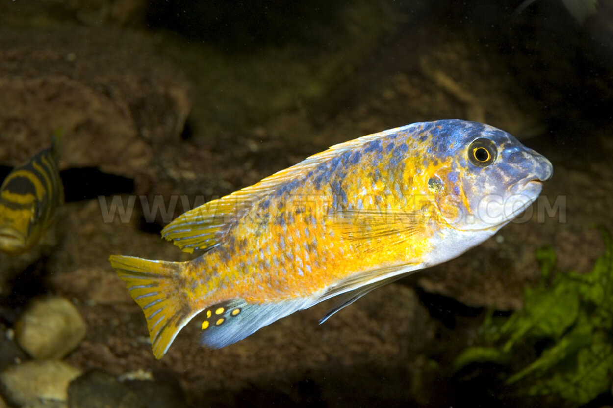 Labeotropheus fuelleborni, Katale