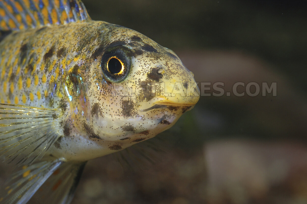 Labeotropheus trewavasae, Thumbi West Island