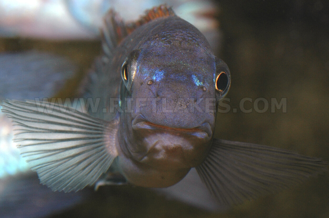 Labeotropheus trewavasae, Thumbi West Island