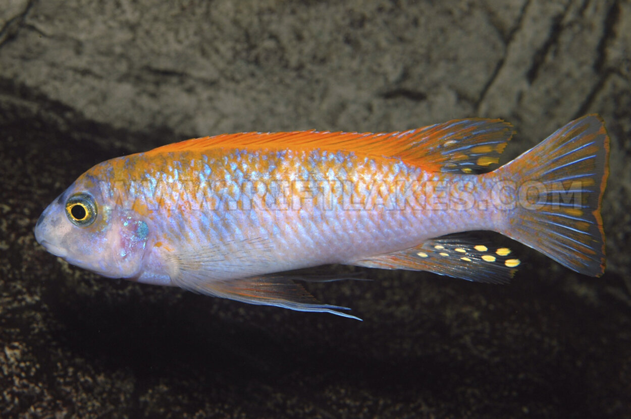 Labeotropheus trewavasae, Thumbi West Island