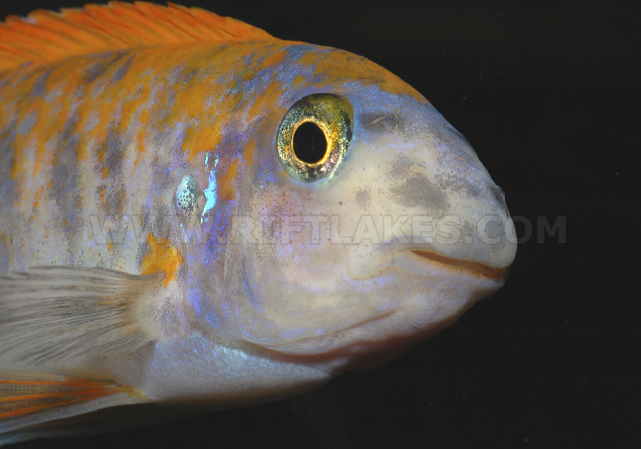 Labeotropheus trewavasae