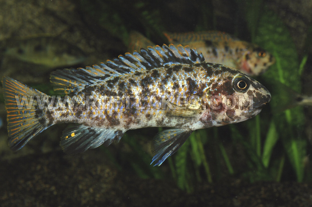 Labeotropheus trewavasae, Thumbi West Island